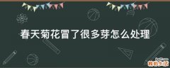 春天菊花冒了很多芽怎么处理