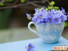 3 苹果的营养价值