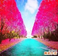 2 臭冷杉