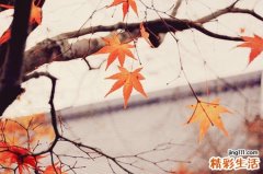 红薯与柿子同吃 造成胃溃疡