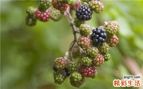 儿童支气管哮喘如何正确鉴别