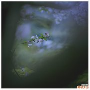 4 花酸苔