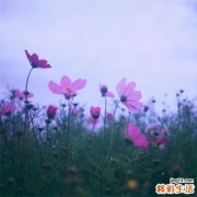 凉山虫草