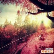 膀胱外翻和泄殖腔外翻的发病