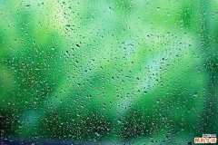 浙贝母浙贝母