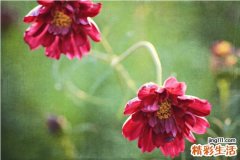 芫花的名家选方