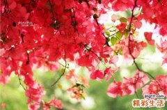 4 疔毒草