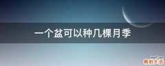 一个盆可以种几棵月季