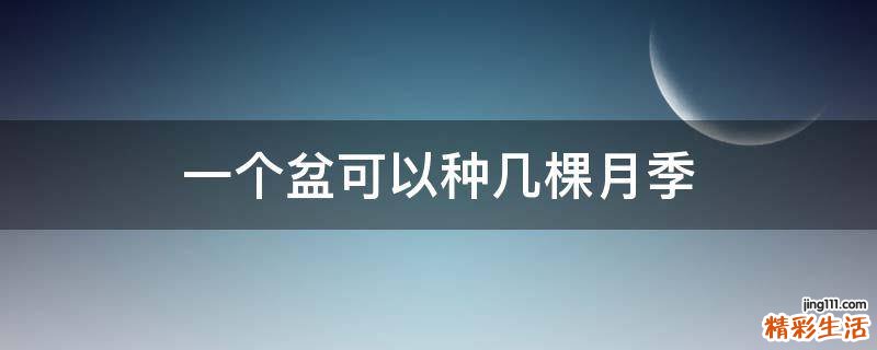 一个盆可以种几棵月季