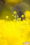 亚急性湿疹诊断要点
