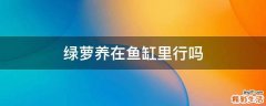 绿萝养在鱼缸里行吗