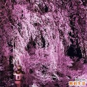 八角茴香用途