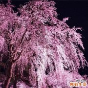 4 盘点柚子的19个食疗功效