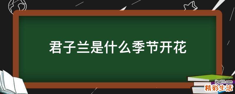 君子兰是什么季节开花