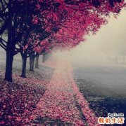 藏红花的作用与功效