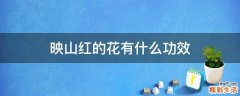映山红的花有什么功效