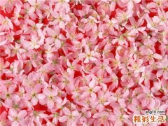 弥漫性血管内凝血的病因机制