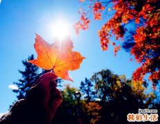 细叶十大功劳