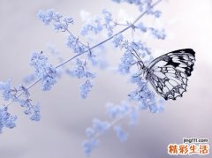 安息香药用植物栽培