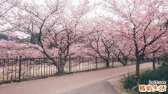 司机养胃喝哪种茶叶适合