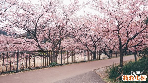 司机养胃喝哪种茶叶适合