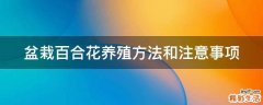 盆栽百合花养殖方法和注意事项