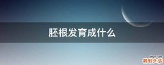 胚根发育成什么