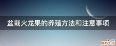 盆栽火龙果的养殖方法和注意事项