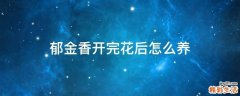 郁金香开完花后怎么养