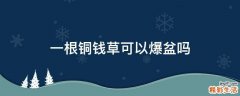 一根铜钱草可以爆盆吗