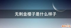 无刺金樱子是什么样子
