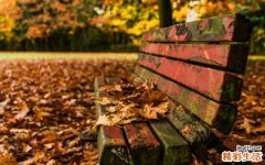 胡萝卜的营养分析