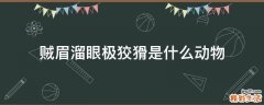 贼眉溜眼极狡猾是什么动物