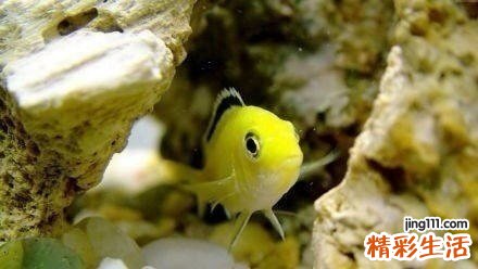 肾虚为什么会耳鸣