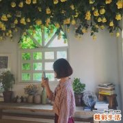 3 莱菔子