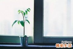 5 金钟花