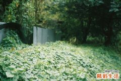 浙贝母的作用功效