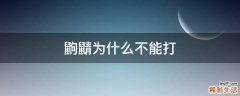 鼩鼱為什么不能打