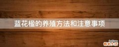 藍(lán)花楹的養(yǎng)殖方法和注意事項(xiàng)