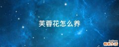 芙蓉花怎么养