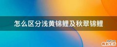 怎么区分浅黄锦鲤及秋翠锦鲤