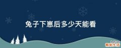 兔子下崽后多少天能看