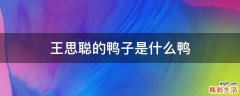 王思聪的鸭子是什么鸭