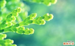 艾麻草