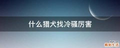 什么猎犬找冷骚厉害