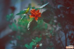 血管脂肪瘤有什么癥狀