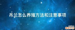 吊兰怎么养殖方法和注意事项