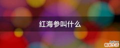红海参叫什么