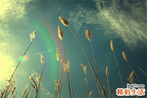 污毛粗叶木
