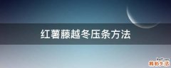 红薯藤越冬压条方法